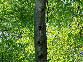 Bruth&ouml;hlen im Strothbachwald: Foto Dr. J&uuml;rgen Albrecht