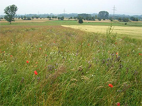 Bl&uuml;hstreifen, -fl&auml;chen