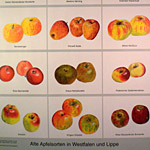 Ausschnitt aus dem Apfelplakat