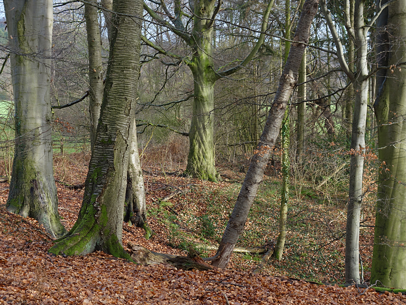 Waldbericht Kreis Herford Roedinghausen