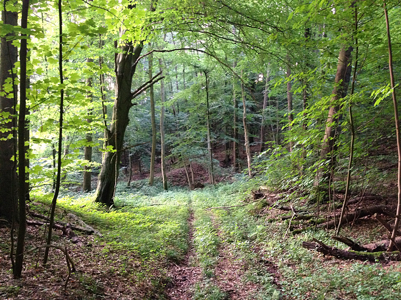 Waldbericht Kreis Herford Vlotho