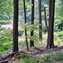 thumb Waldbericht Kreis Herford Titelbild